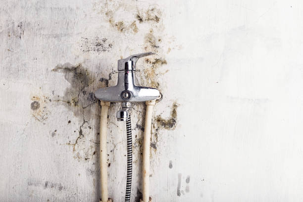 Best Toxic Mold Removal  in Crowley, LA