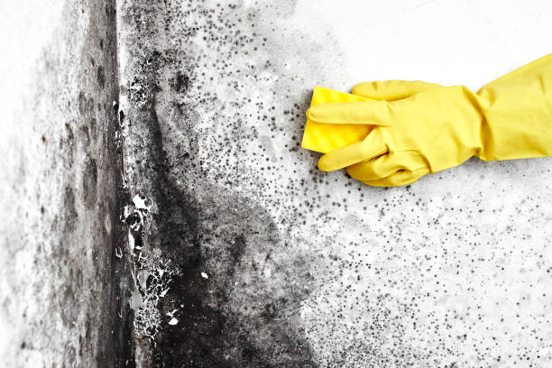 Office Mold Removal Services in Crowley, LA