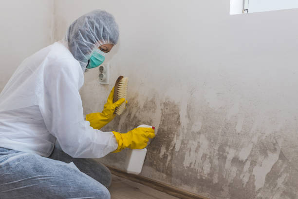 Reliable Crowley, LA Mold Removal Solutions