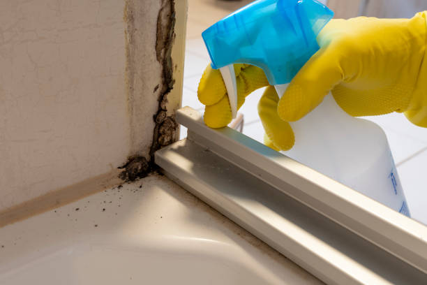 Attic Mold Removal in Crowley, LA