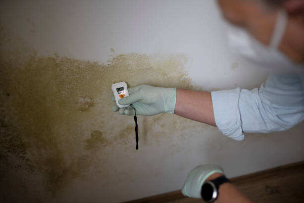 Best Office Mold Removal Services  in Crowley, LA