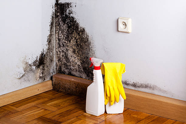 Best Local Mold Removal Service  in Crowley, LA