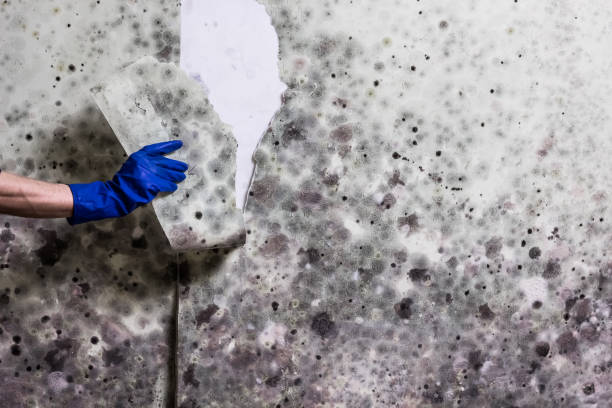 Mold Testing and Removal in Crowley, LA
