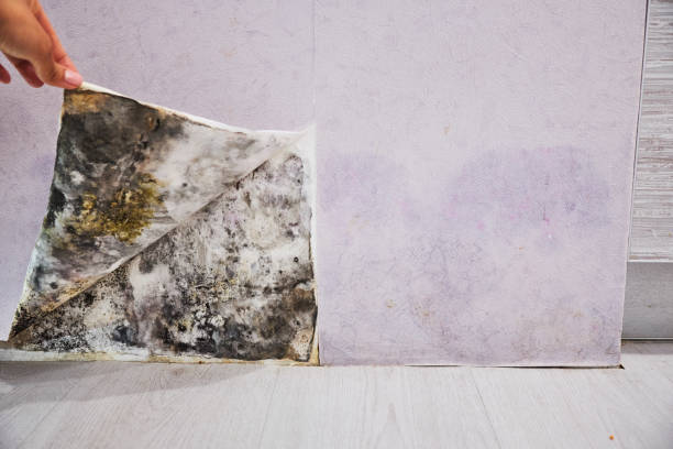 Best Emergency Mold Removal  in Crowley, LA